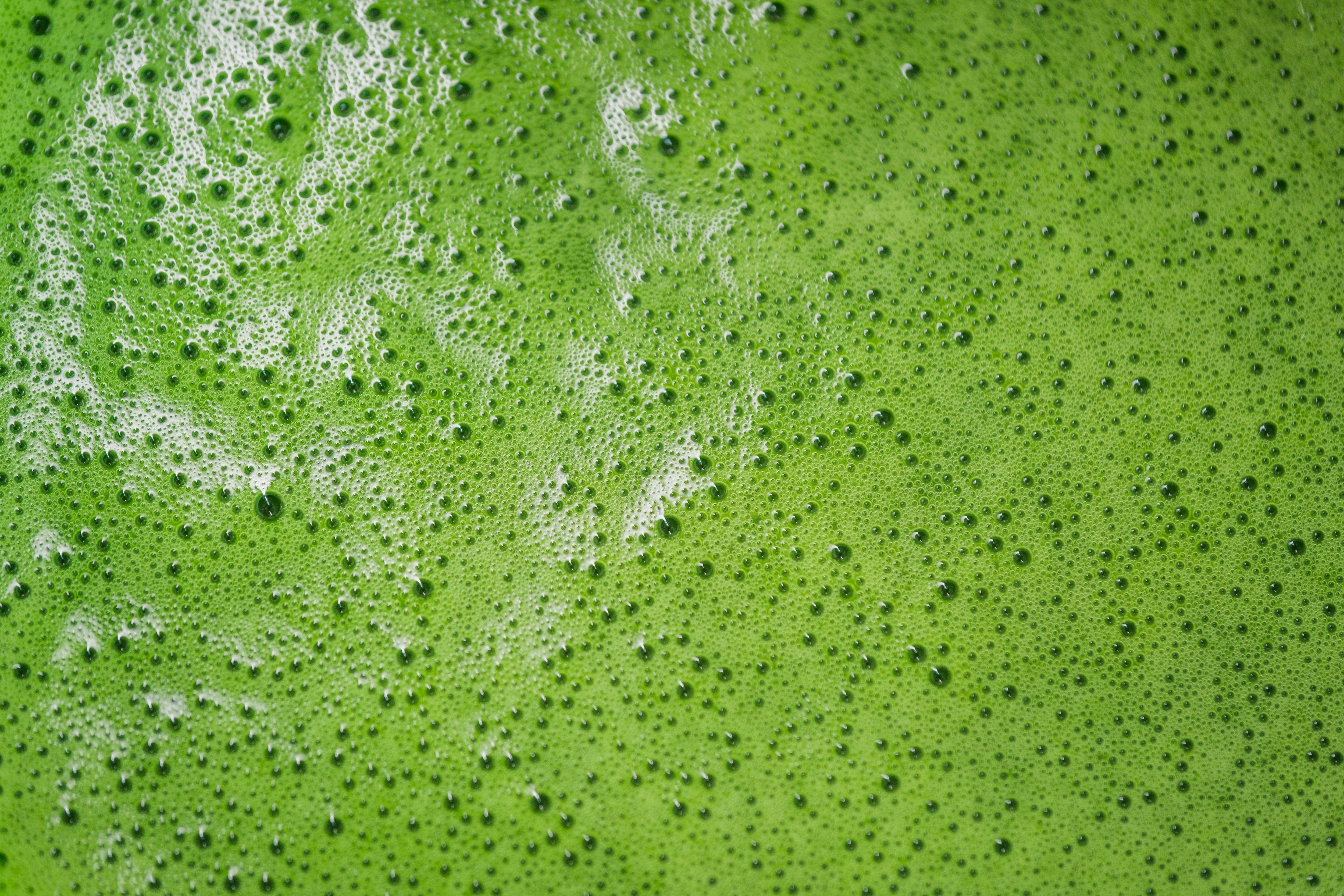 The Vedas Premium Ceremonial Grade Matcha Tea crafted by Hamayen Vikshuva(ハマーン・ヴィクシュヴァ) | from Uji Kyoto | 50 grams