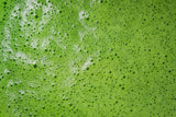 The Vedas Premium Ceremonial Grade Matcha Tea crafted by Hamayen Vikshuva(ハマーン・ヴィクシュヴァ) | from Uji Kyoto | 50 grams